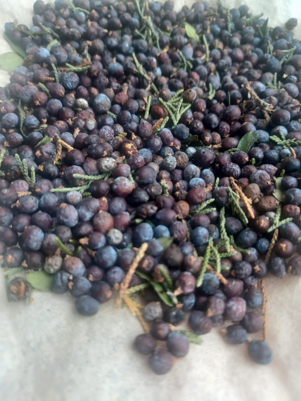 The Forager