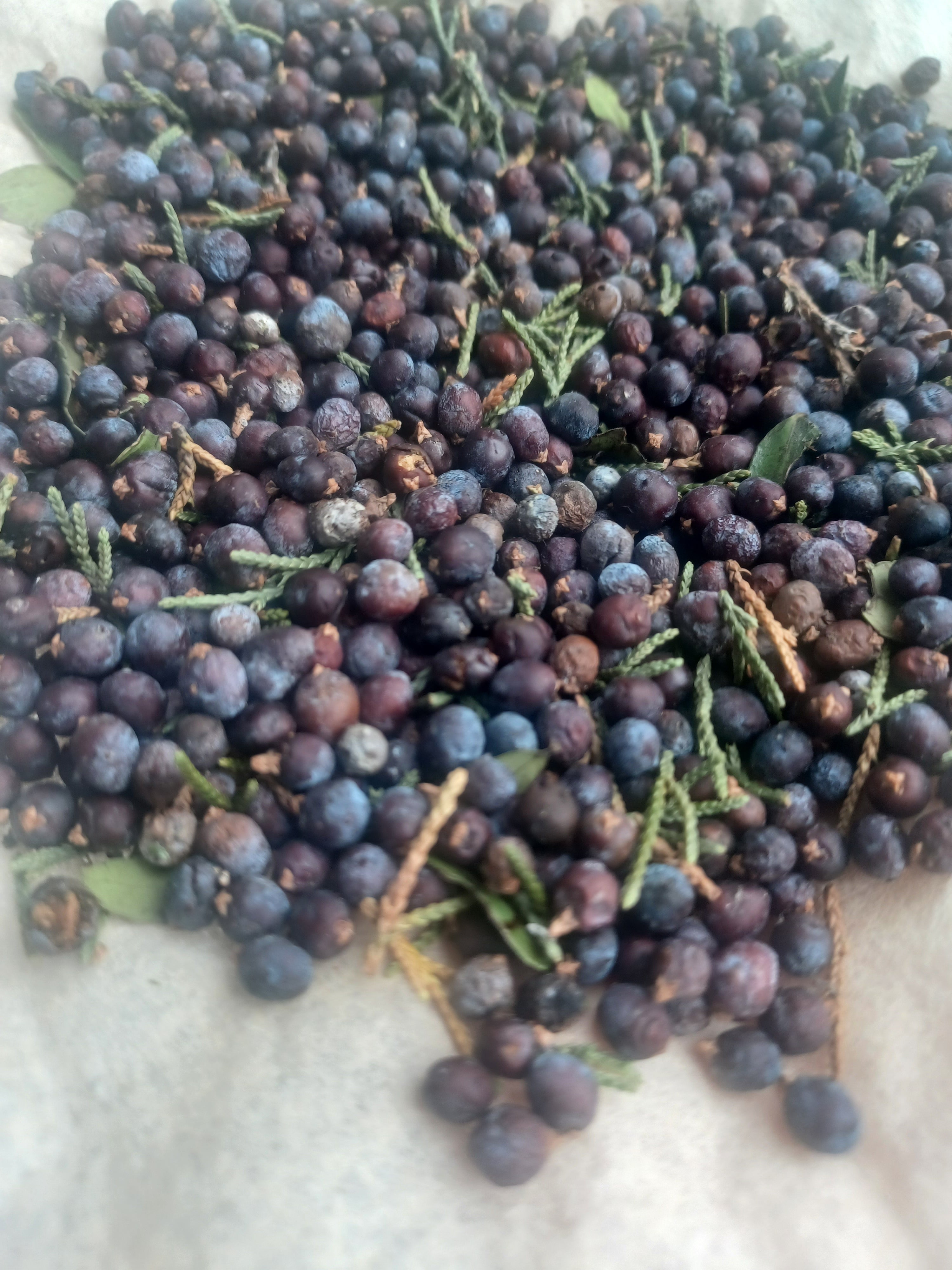 The Forager